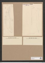 Amphora schmidtii Grun. (de-Toni-Nr.: Genus 36, Species 1666) Zeichnungen Sammlung Grunow Nr. 3194 (NHMW-BOT-W0370643)